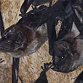 Bare-rumped Sheathtail Bats on 12-01-2012<br />Canon EOS 7D + EF300 F2.8L III + EF1.4xII + Speedlite 580EXII + Speedlite 430